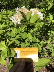 Viburnum macrocephalum
