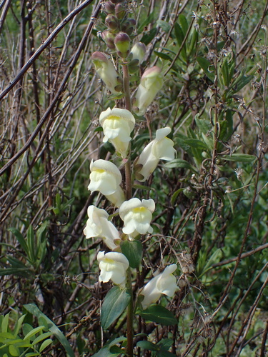 Antirrhinum latifolium (Antirrhinum latifolium)