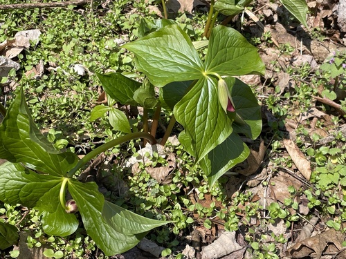 Foto de Trillium vermelho