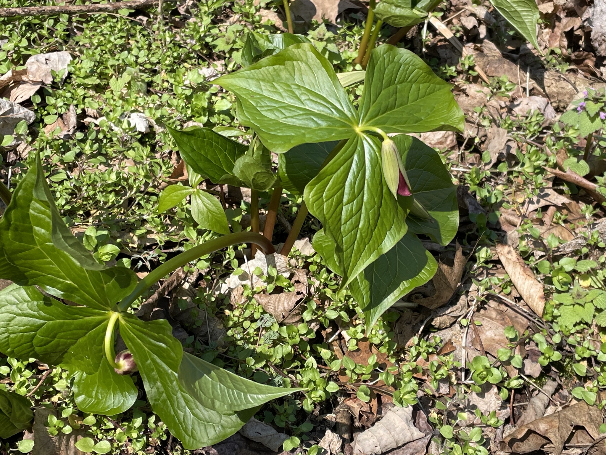 Imagem de Trillium vermelho