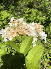 Viburnum macrocephalum