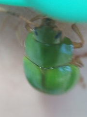 Platyphora albovirens