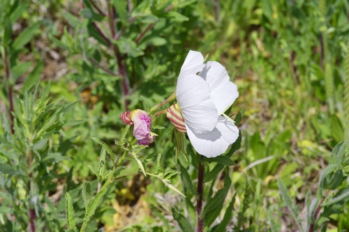 Image of Oenothera tetraptera by (c) Michelle W. （鍾偉瑋）, some rights reserved (CC BY)