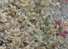 Atriplex watsonii