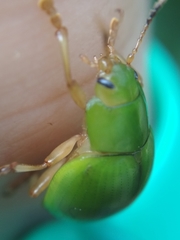 Platyphora albovirens