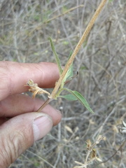 Tetramerium glandulosum