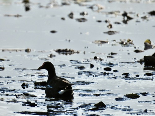 Common Gallinule (Gallinula galeata)