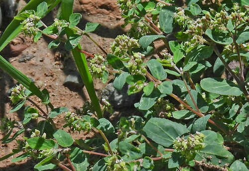 Image of Bertero's Sandmat (Euphorbia berteroana) by no rights reserved