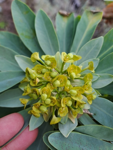 Image of Euphorbia atropurpurea by (c) Amelie Jorns, some rights reserved (CC BY)