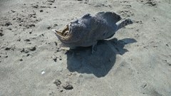 Abantennarius coccineus