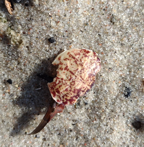 estuarine mud crab