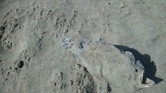 Abantennarius coccineus