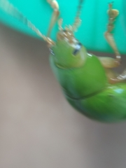 Platyphora albovirens