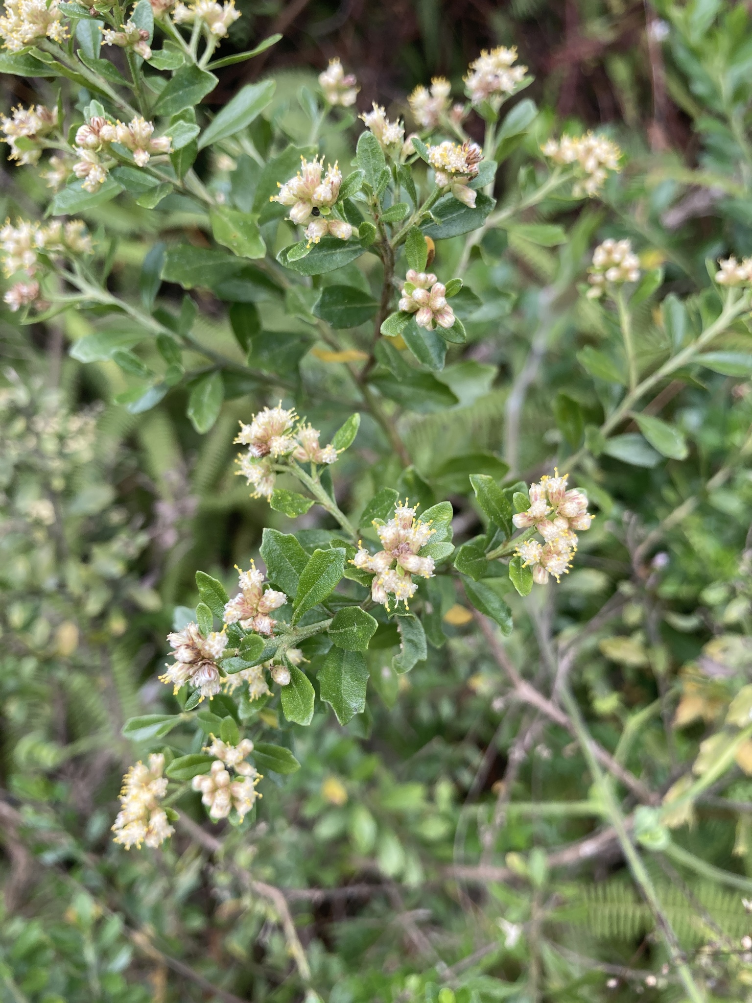 Baccharis myrsinites