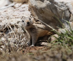 Spermophilus taurensis