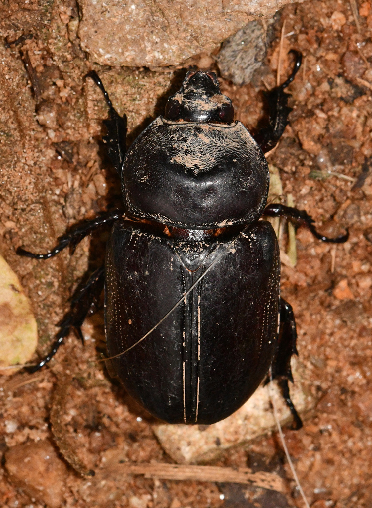 Strategus mandibularis