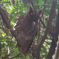 Megascops guatemalae