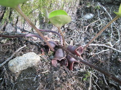 Hexastylis virginica
