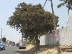 Ehretia latifolia