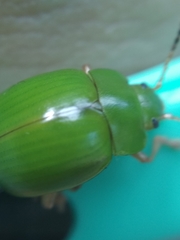 Platyphora albovirens