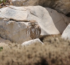 Athene noctua lilith