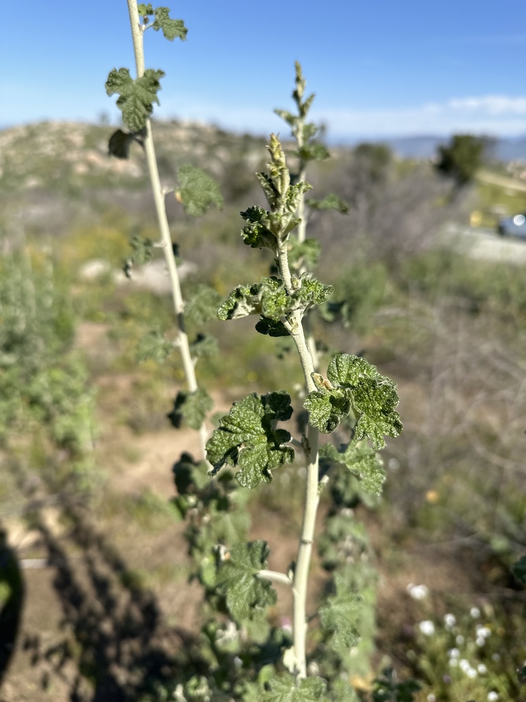 southern coastal bushmallow from Avery Canyon Rd, Hemet, CA, US on