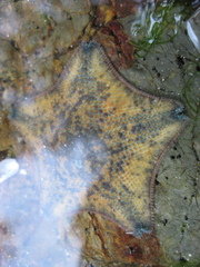 Meridiastra mortenseni