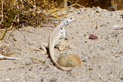 Dipsosaurus dorsalis dorsalis