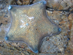 Meridiastra mortenseni