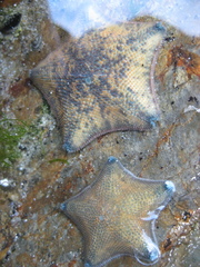 Meridiastra mortenseni