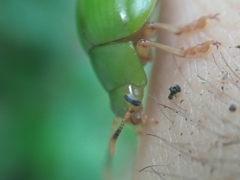 Platyphora albovirens
