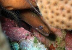 Chestnut Moray photo 3