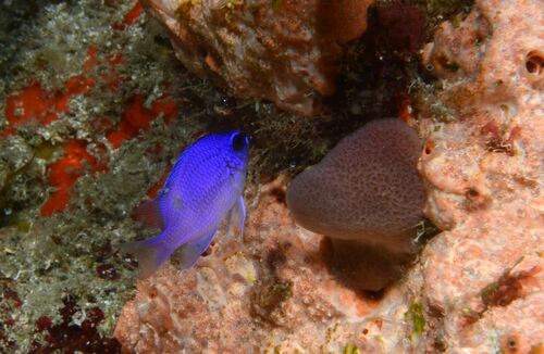 Purple chromis (Chromis scotti) — Pomacentridae — 2