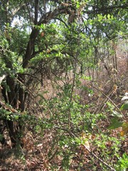 Condalia velutina