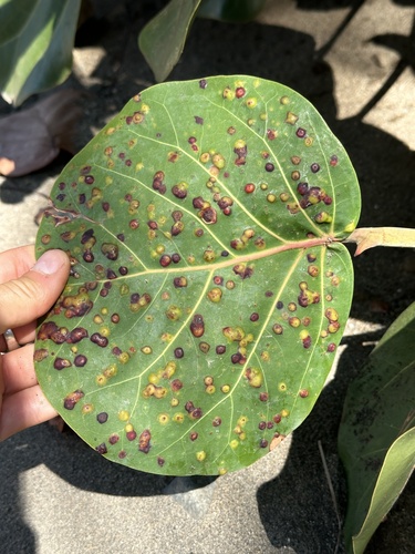 Sea Grape Gall Midge (Ctenodactylomyia watsoni)