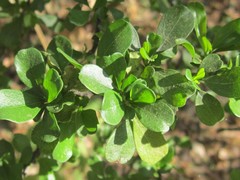 Condalia velutina