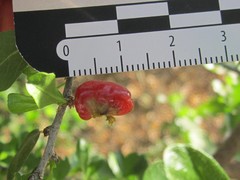 Condalia velutina