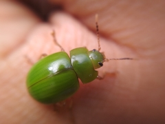 Platyphora albovirens