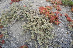 Atriplex watsonii