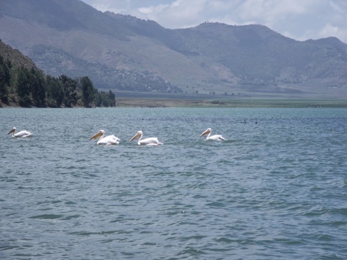 Great White Pelican