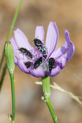 Acmaeodera ornatoides