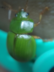 Platyphora albovirens