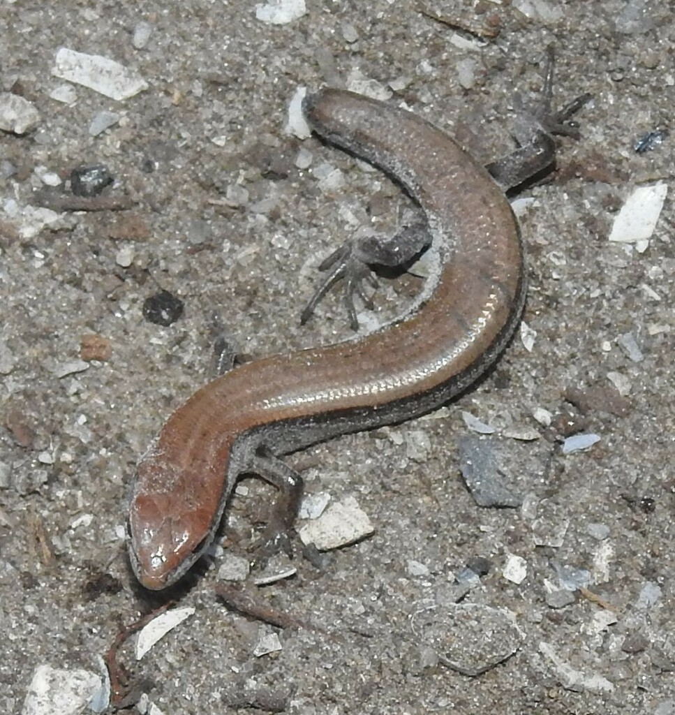 Little Brown Skink from Colleton County, SC, USA on February 26, 2024 ...