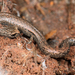 Gregarious Slender Salamander - Photo (c) Marshal Hedin, some rights reserved (CC BY)