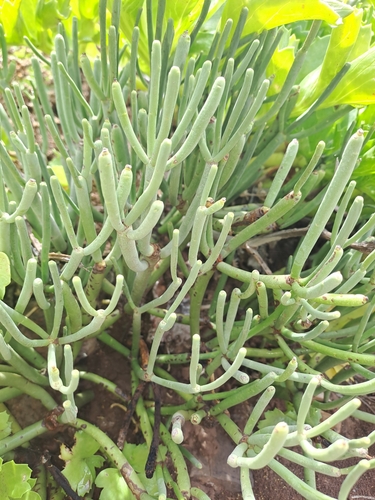 Image of Euphorbia aphylla by (c) Amelie Jorns, some rights reserved (CC BY)