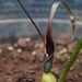 Typhonium jinpingense - Photo (c) xtbg-eec, algunos derechos reservados (CC BY-NC), subido por xtbg-eec