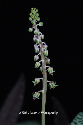 Ledebouria socialis iNat (1)