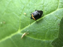 Cosmopepla conspicillaris
