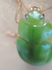 Platyphora albovirens