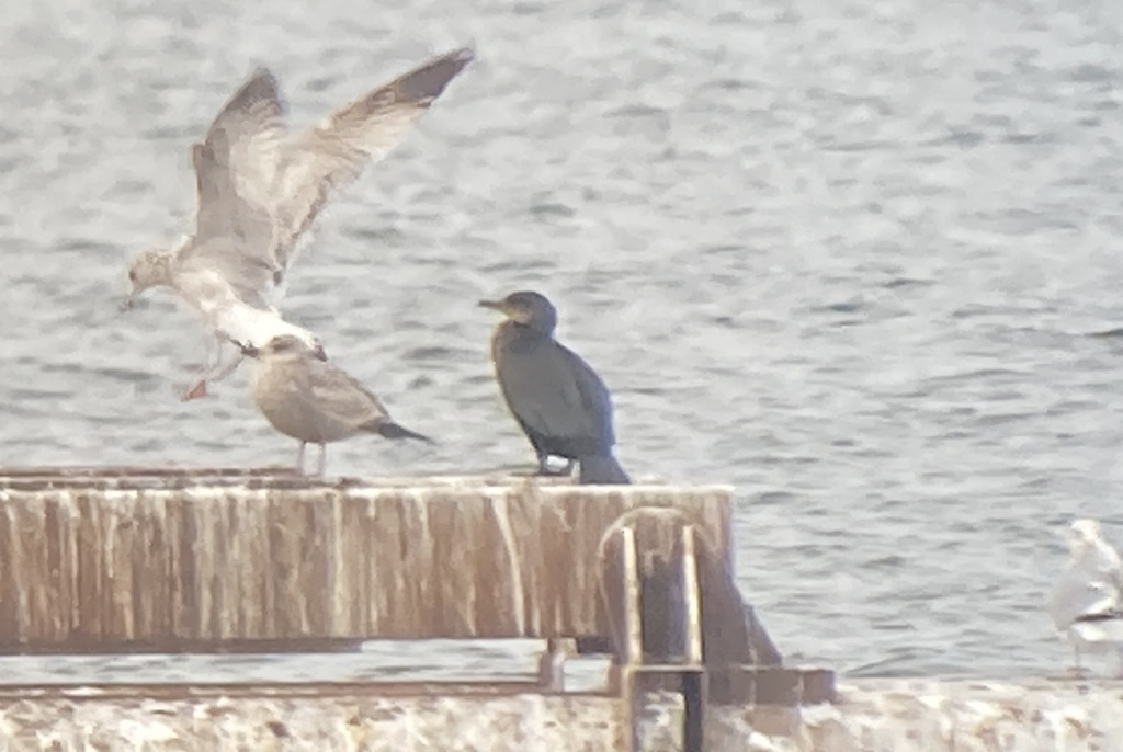 Great Cormorant from North End West, Hamilton, ON, Canada on December ...